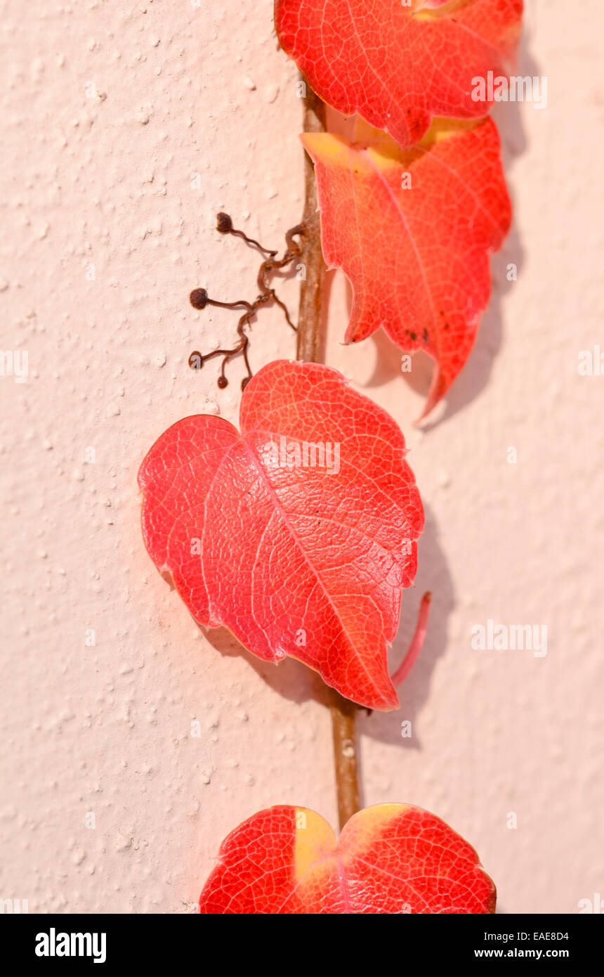 Giapponese (superriduttore parthenocissus tricuspidata) con radici di ancoraggio Foto Stock