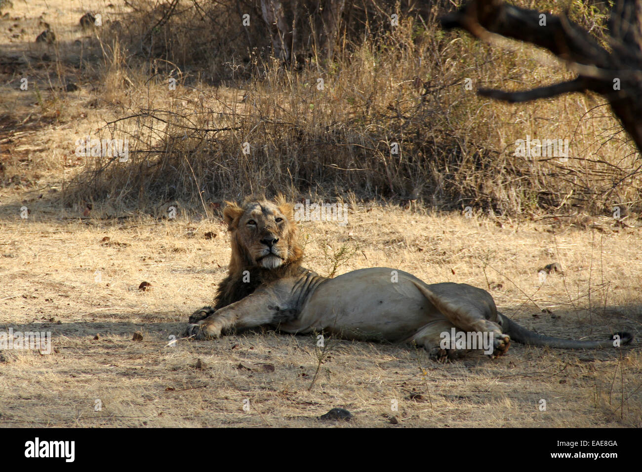 Leone asiatico, Gir Forest, Gujarat, India Foto Stock