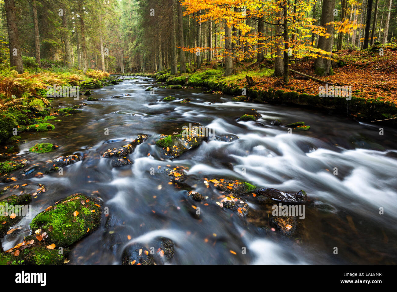 Großer fiume Regen, autunno, Parco Nazionale della Foresta Bavarese, Baviera, Germania Foto Stock