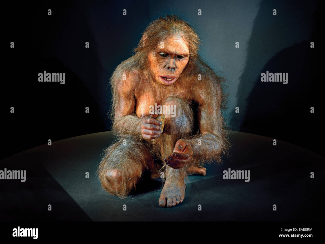 Spagna, Burgos: ominide "Lucy" (Australopithecus afarensis) nel Museo della evoluzione umana Foto Stock