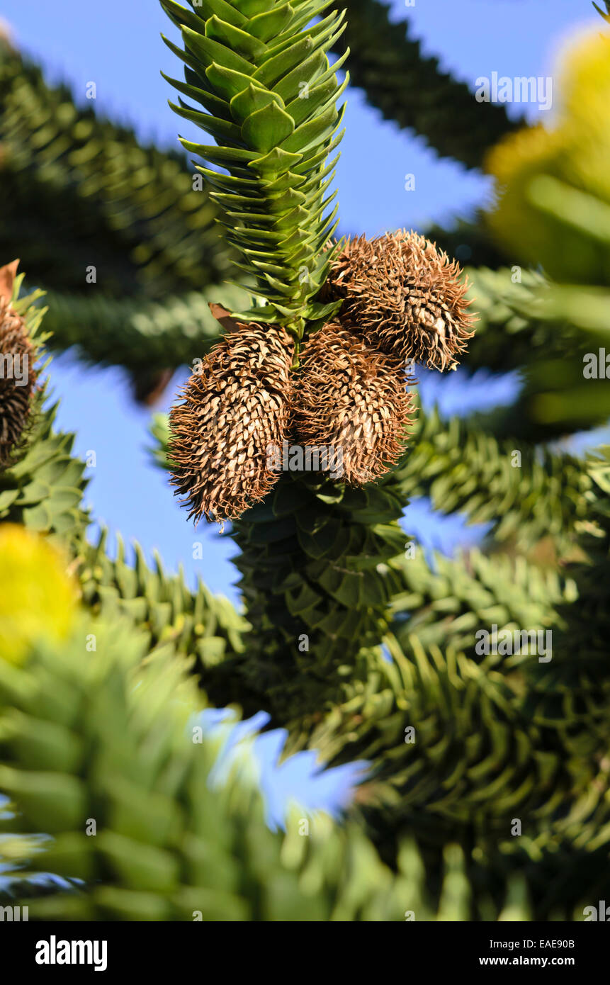 Cile (pino araucaria araucana) con sbiadito fiori maschili Foto Stock