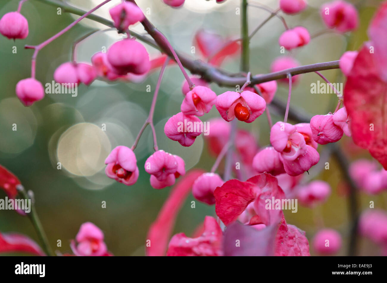Albero mandrino (euonymus hamiltonianus 'estate indiana') Foto Stock