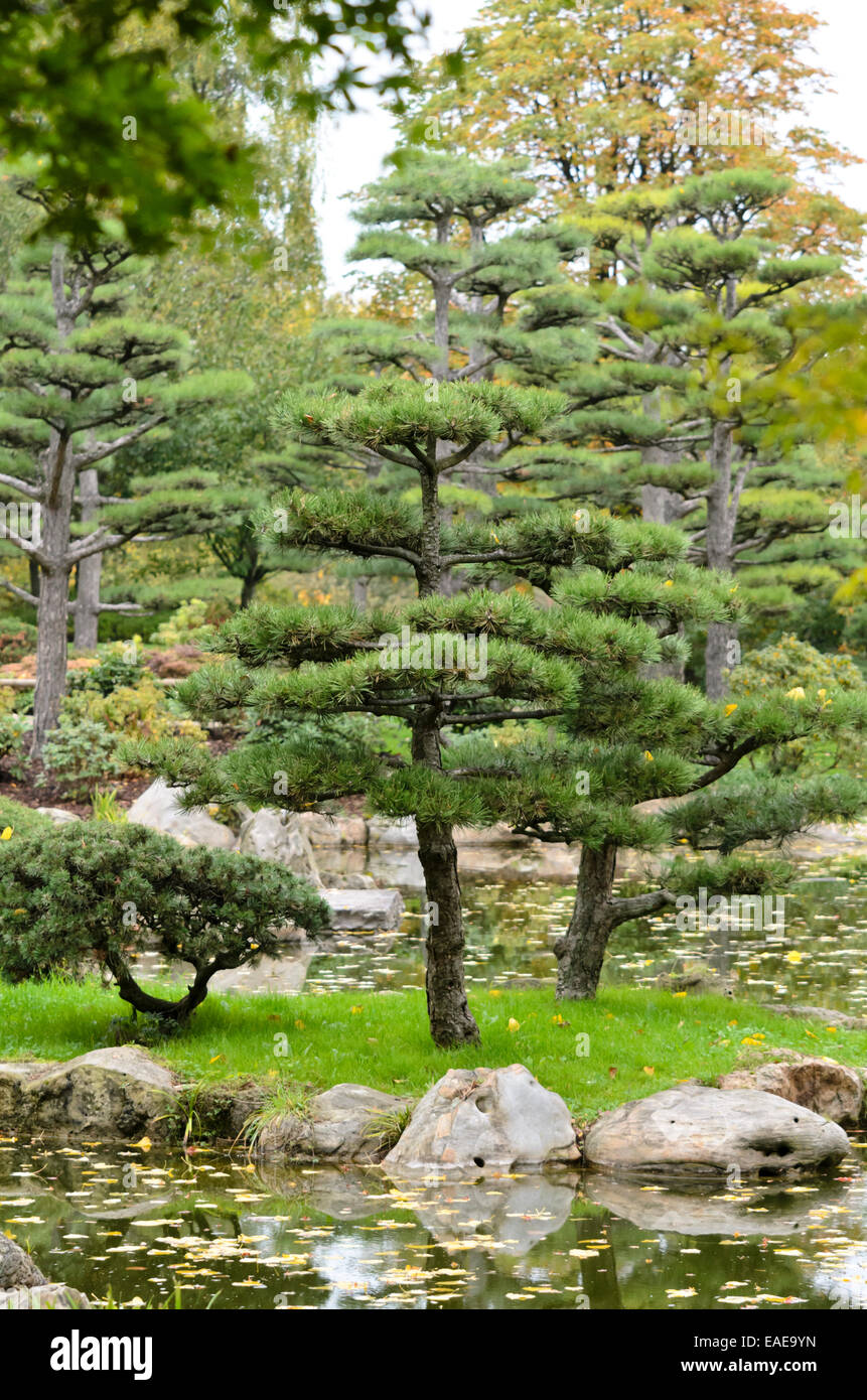 Pino nero d Austria (Pinus nigra var. nigra) Foto Stock