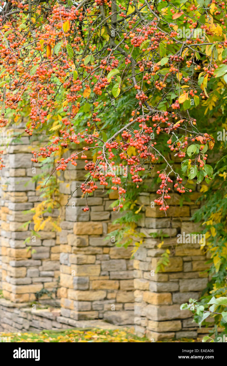 Crab Apple (malus) Foto Stock