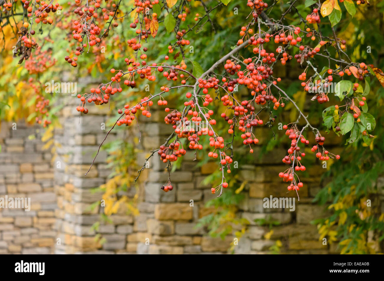 Crab Apple (malus) Foto Stock