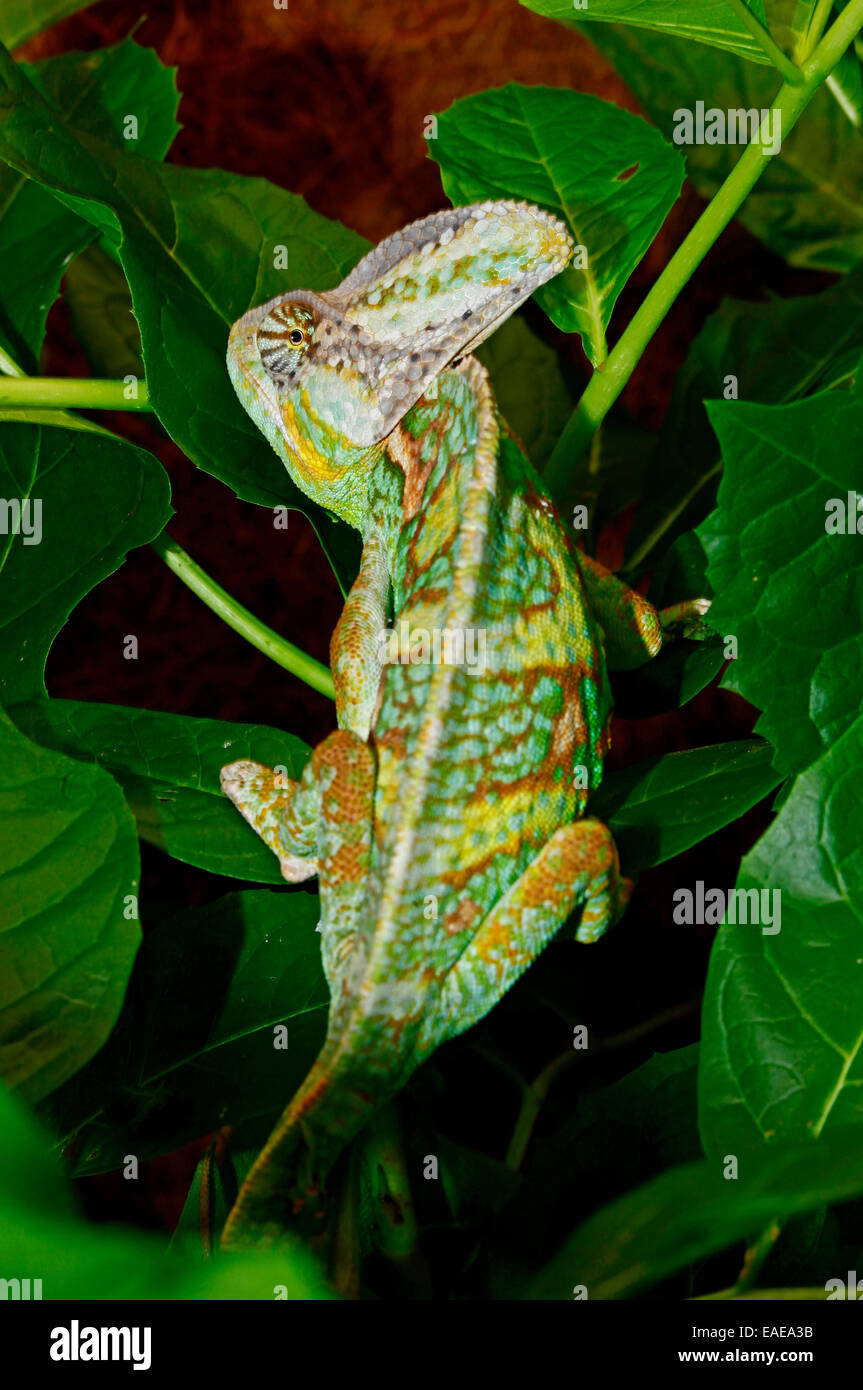 Velato o Yemen Chameleon (Chamaeleon calyptratus) con un bulbo oculare che sembra rivolto all'indietro Foto Stock