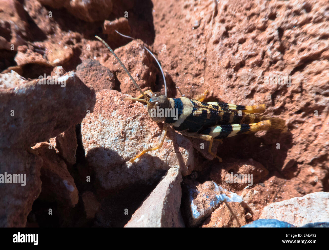 Locusta in Cape Range National Park Foto Stock