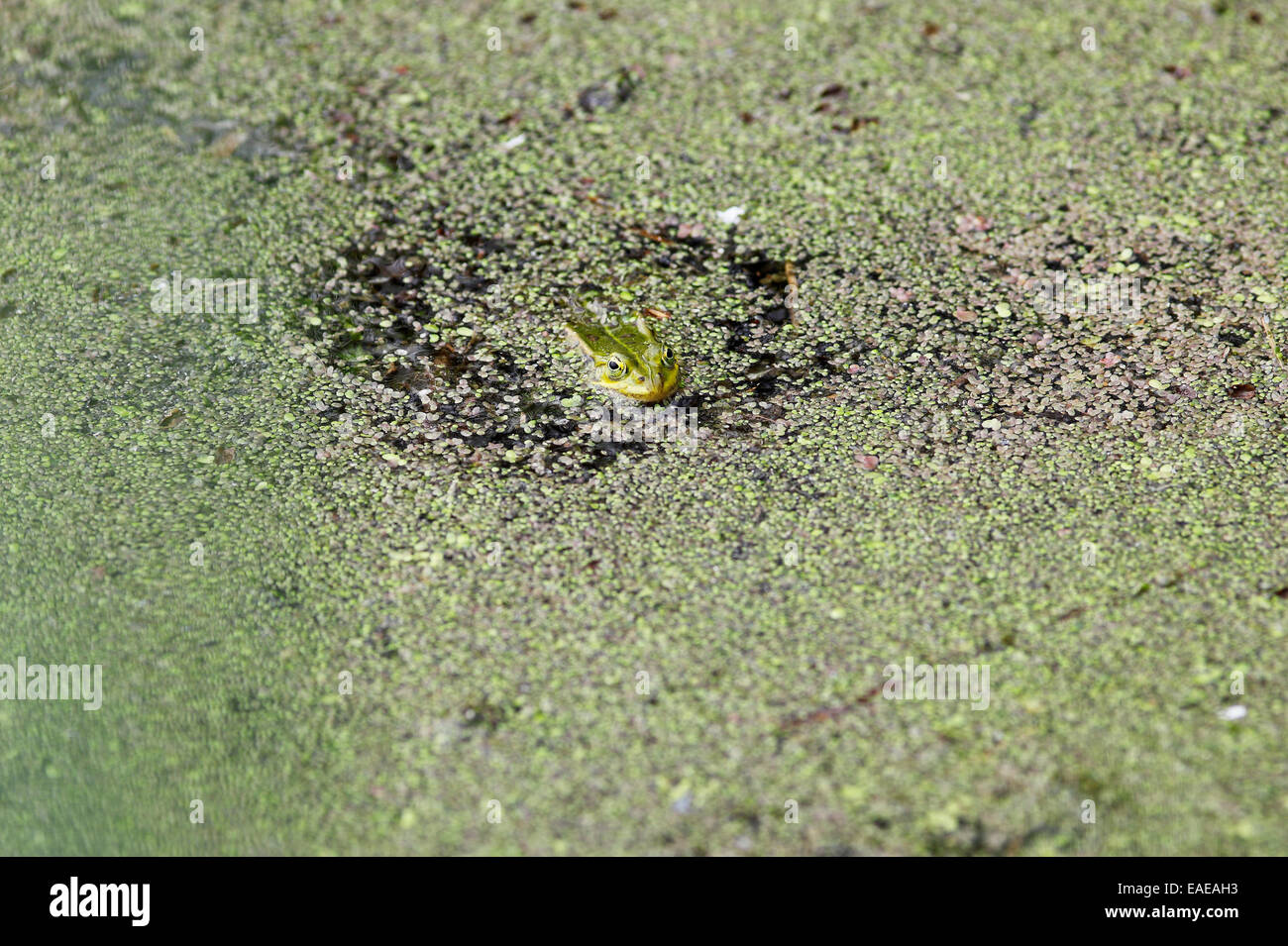 Rana verde o acqua comune (Rana Rana esculenta) in stretto Peenestrom, Meclemburgo-Pomerania, Germania Foto Stock