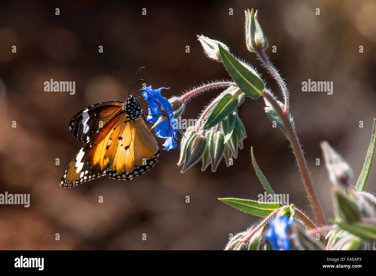 Farfalla monarca, Danaus plexippus Foto Stock