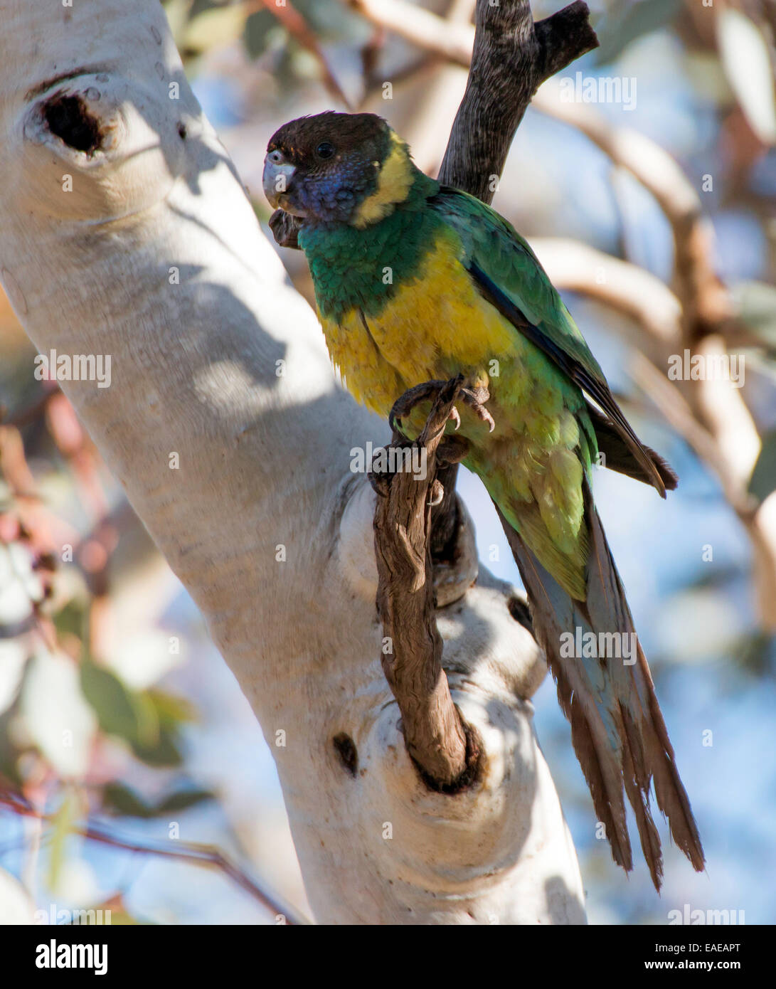 Ringneck australiano, Barnardius semitorquatus Foto Stock
