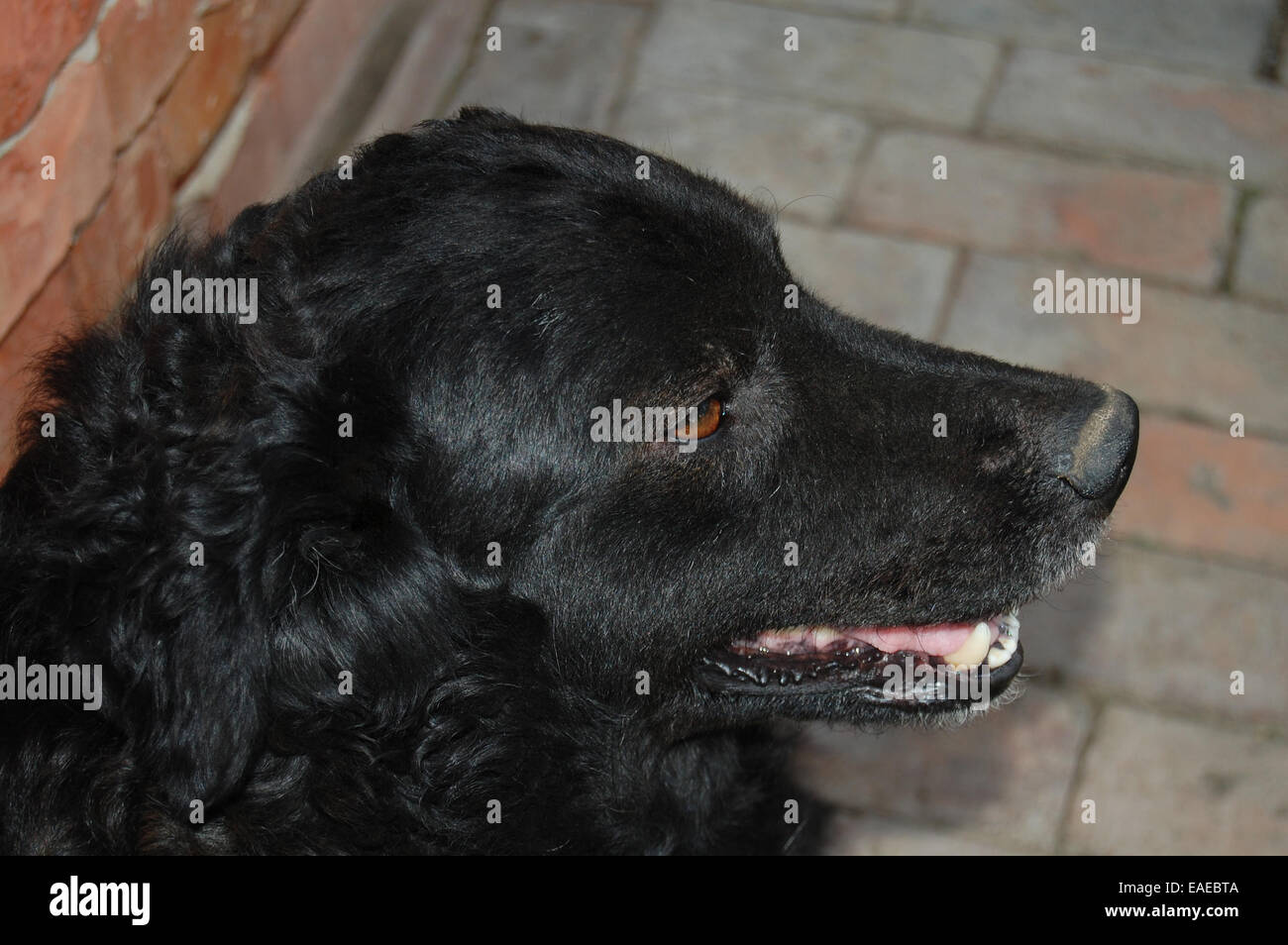 Il cane nero è a riposo dopo il pranzo all'ombra. Foto Stock