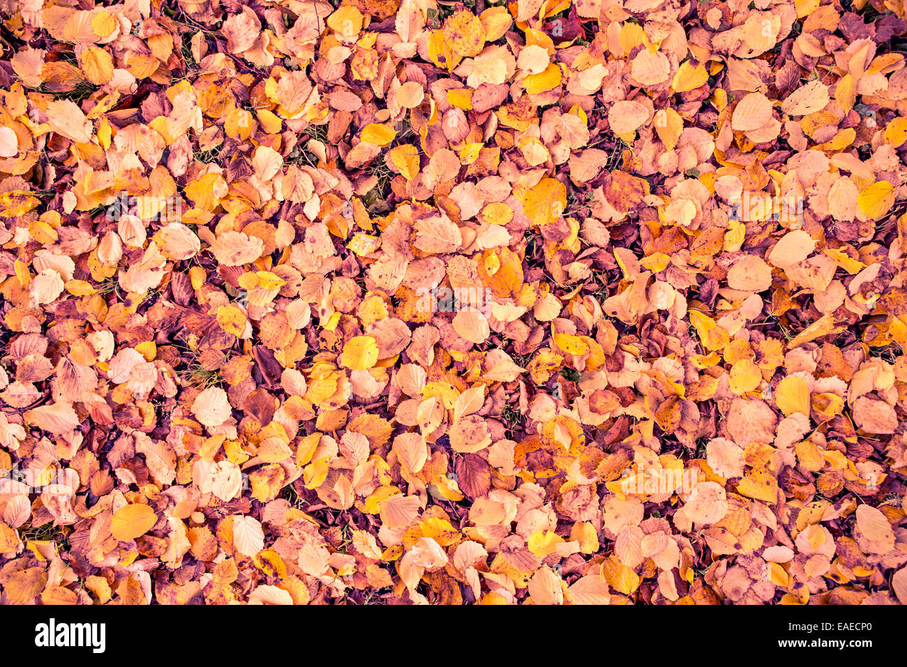Textured background con foglie di autunno Foto Stock