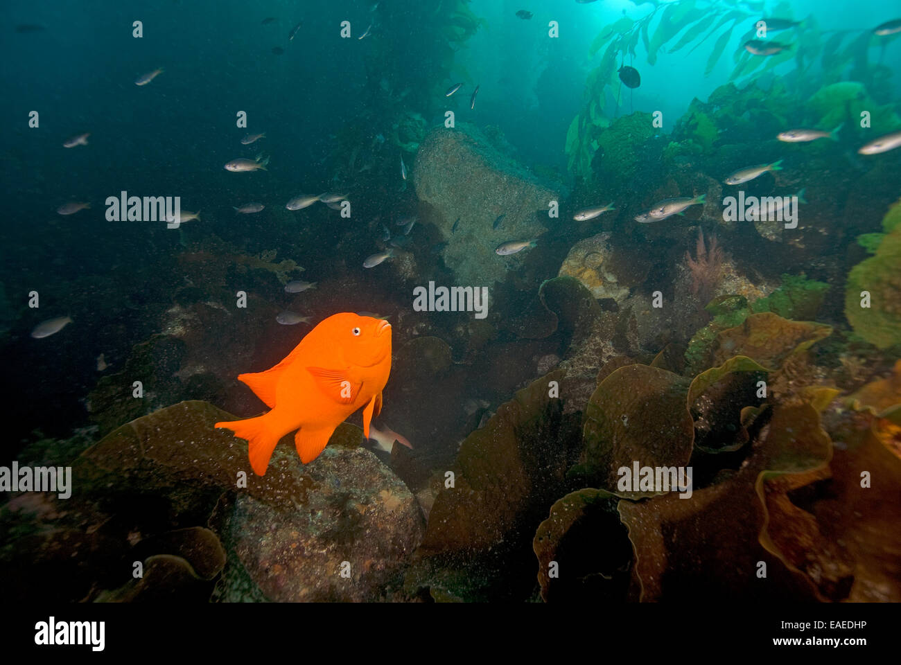 Garibaldi pesce che nuota sott'acqua di California kelp forest Foto Stock