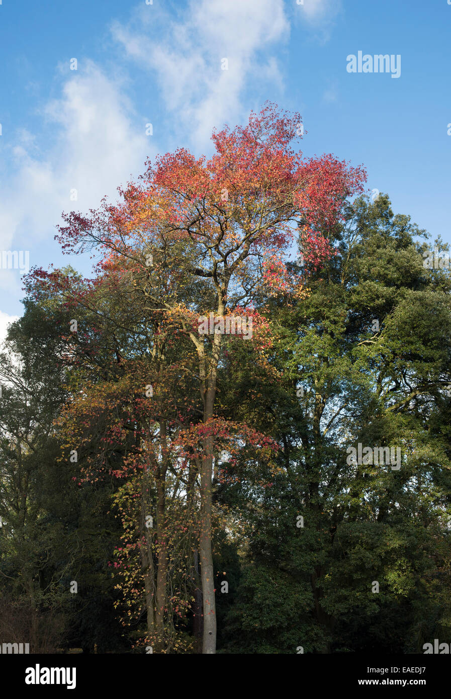 Liquidambar styraciflua. Gomma dolce Albero in autunno Foto Stock