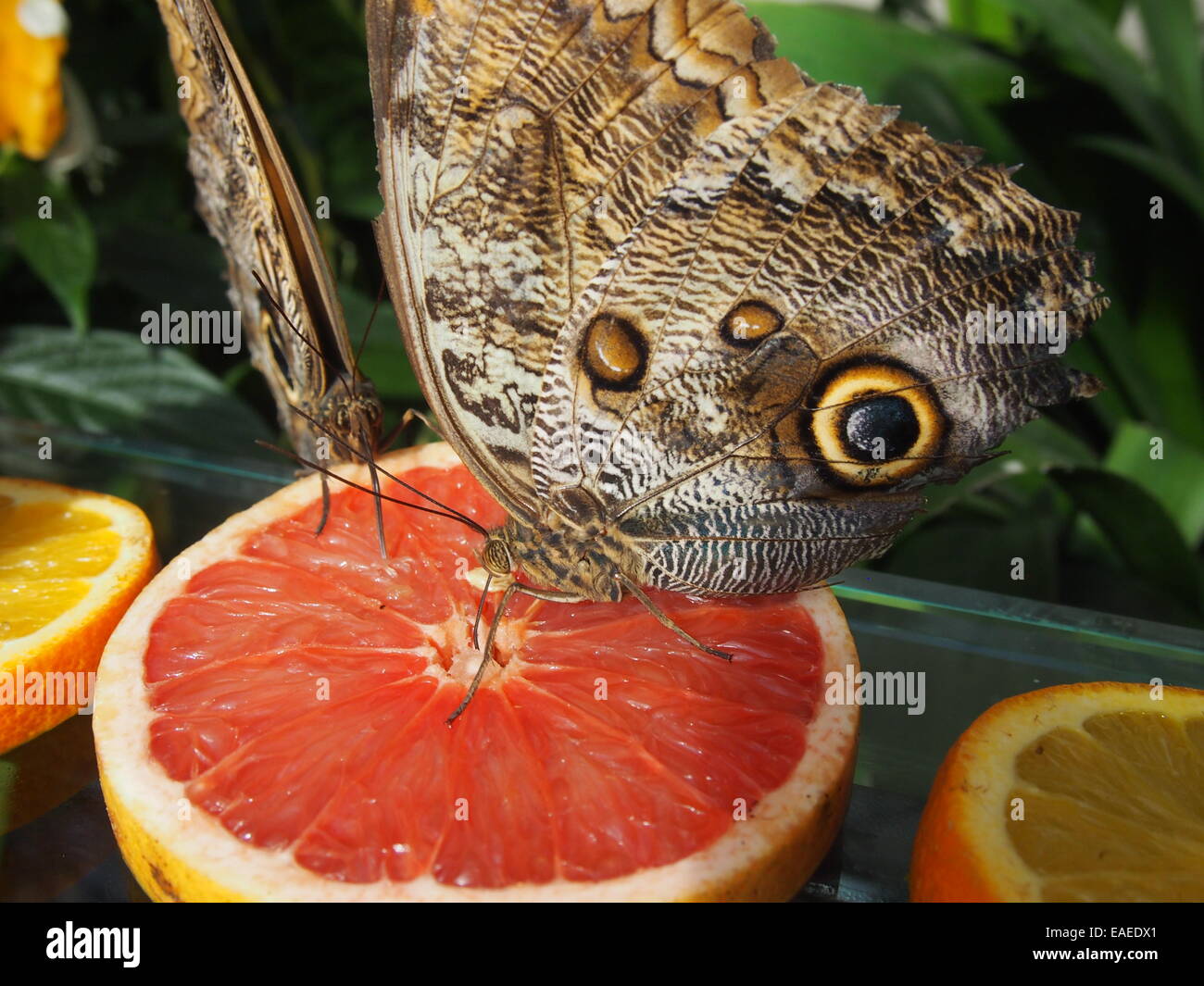 Farfalle sui pompelmo Foto Stock