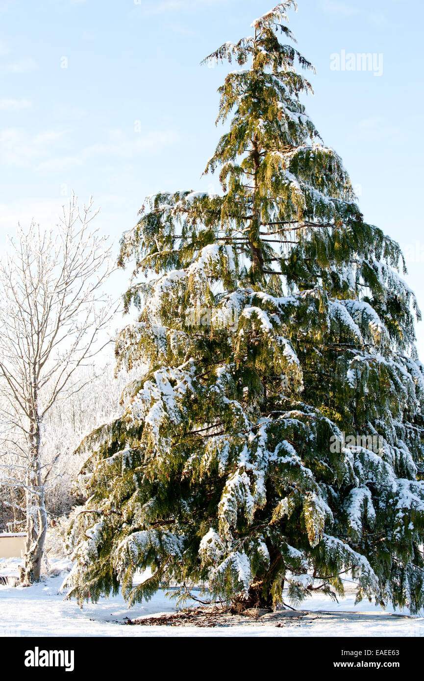 Pino coprire con la neve in campagna Foto Stock