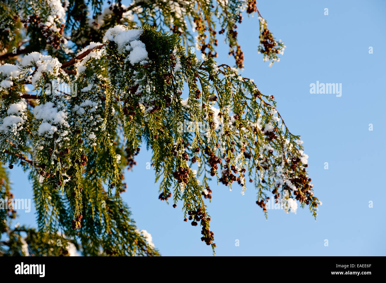 Bella e soleggiata ramo coprire con la neve Foto Stock