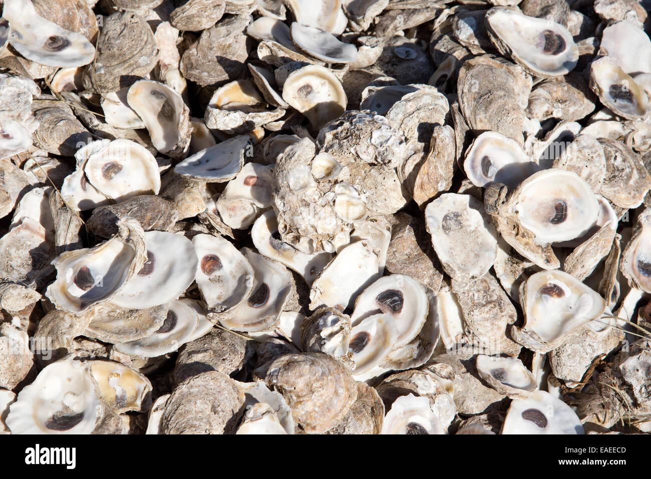 I gusci di ostrica formano una passerella in Apalachicola famosa per le ostriche Florida USA Foto Stock