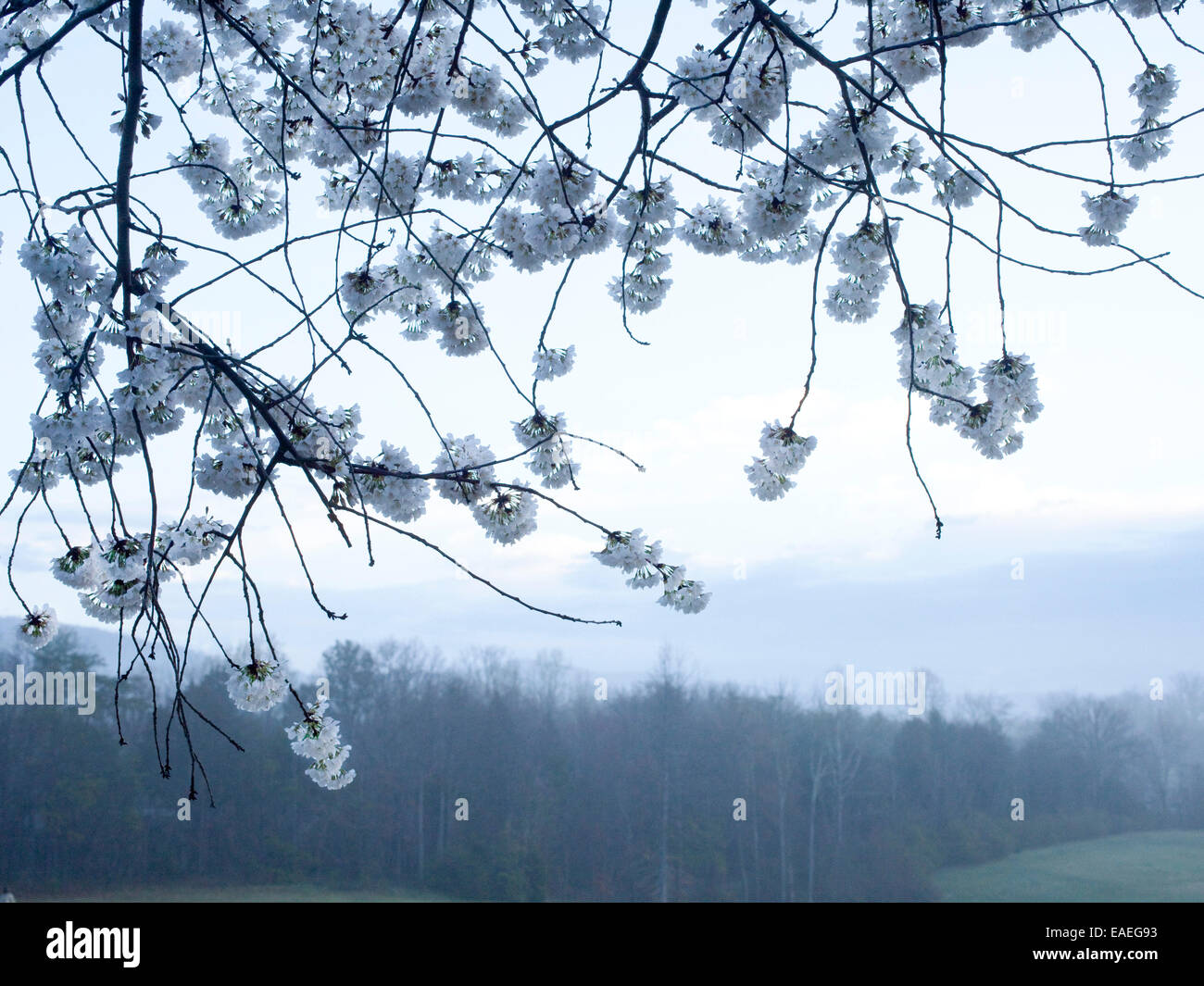 Fioriture primaverili su albero nel paese con la nebbia mattina tempo Foto Stock