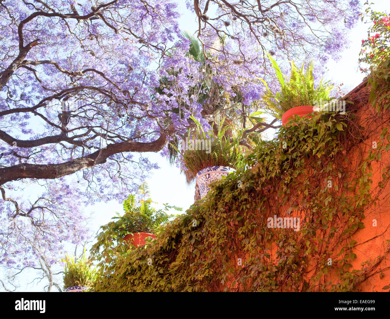 Piante sul muro del giardino messicano con alberi in fiore Foto Stock