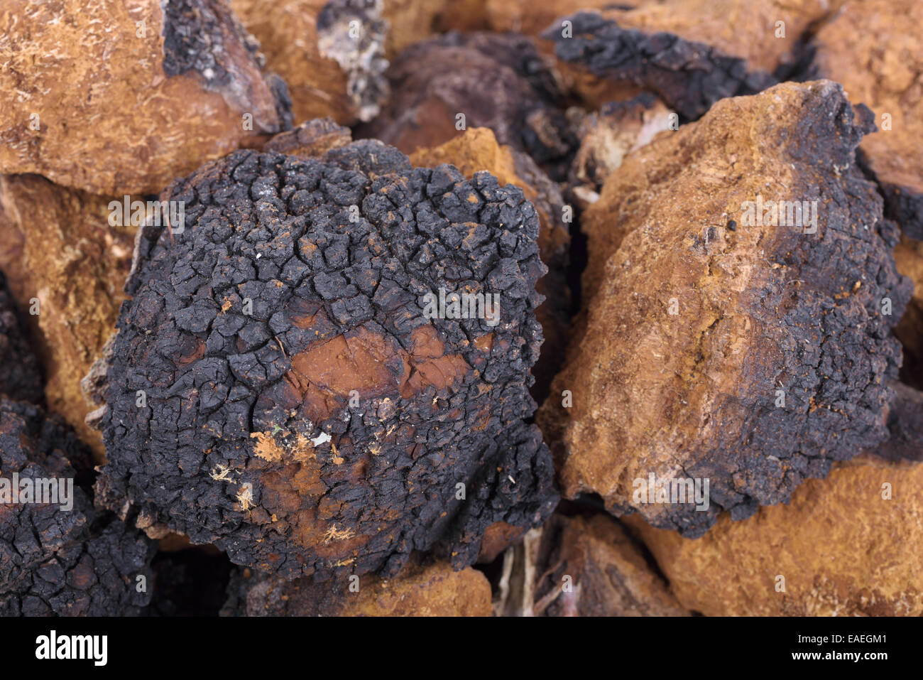 Chaga (Inonotus obliquus) closeup tritato. Medicinali fungo di betulla Foto Stock