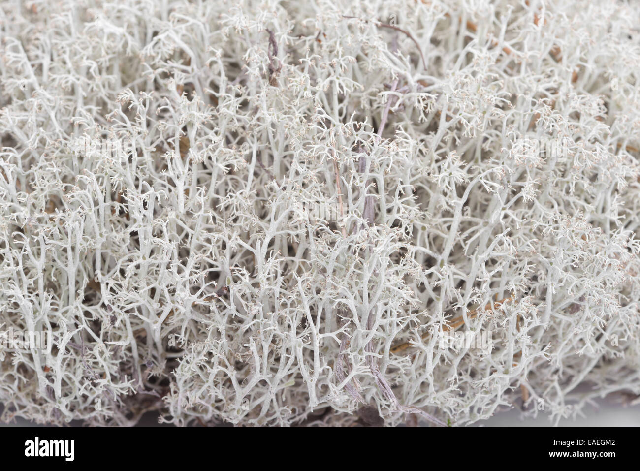 Licheni delle renne (Cladonia rangiferina). Primo piano Foto Stock