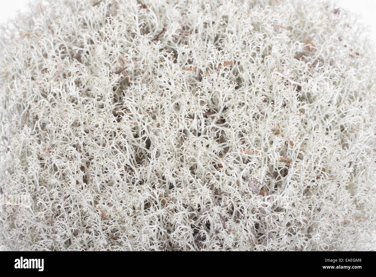 Licheni delle renne (Cladonia rangiferina), fruticose lichen appartenenti alla famiglia Cladoniaceae Foto Stock