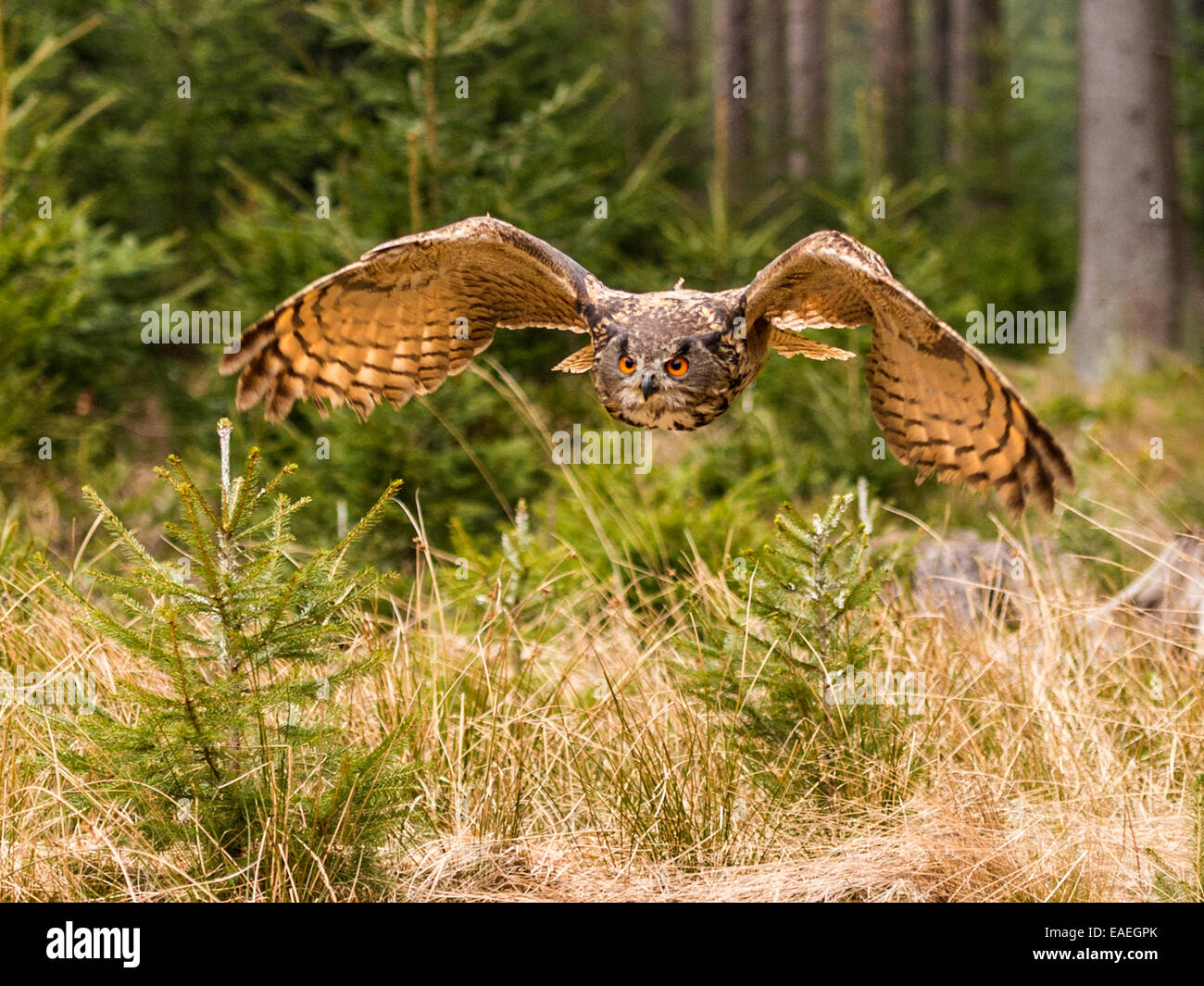 Western Siberian gufo reale (Bubo bubo Sibericus] in pieno volo con le ali arcuate verso il basso in una foresta impostazione. Foto Stock