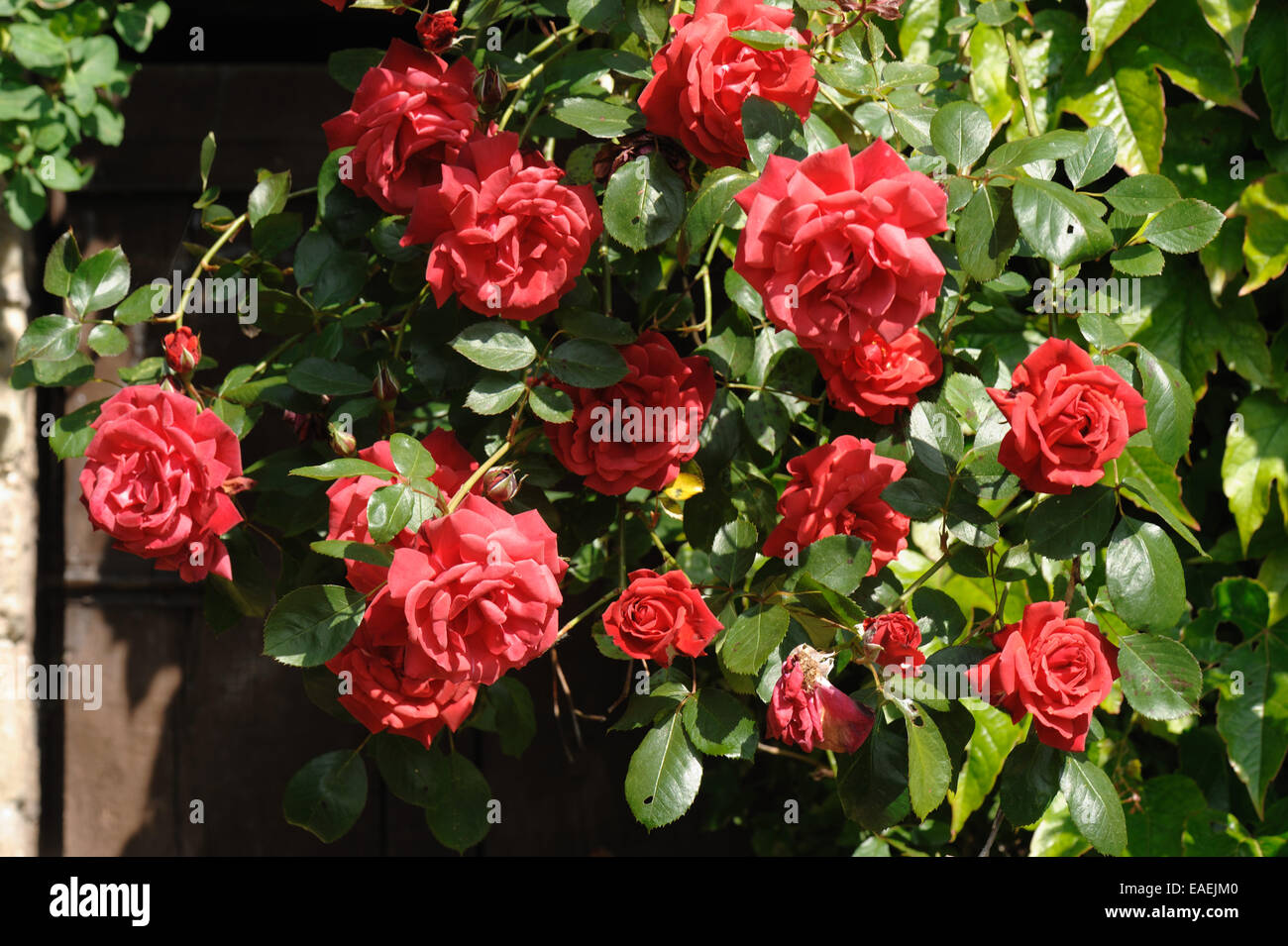 Rose 'Danse du feu' fiori di colore rosso su una scalata floribunda rose Foto Stock