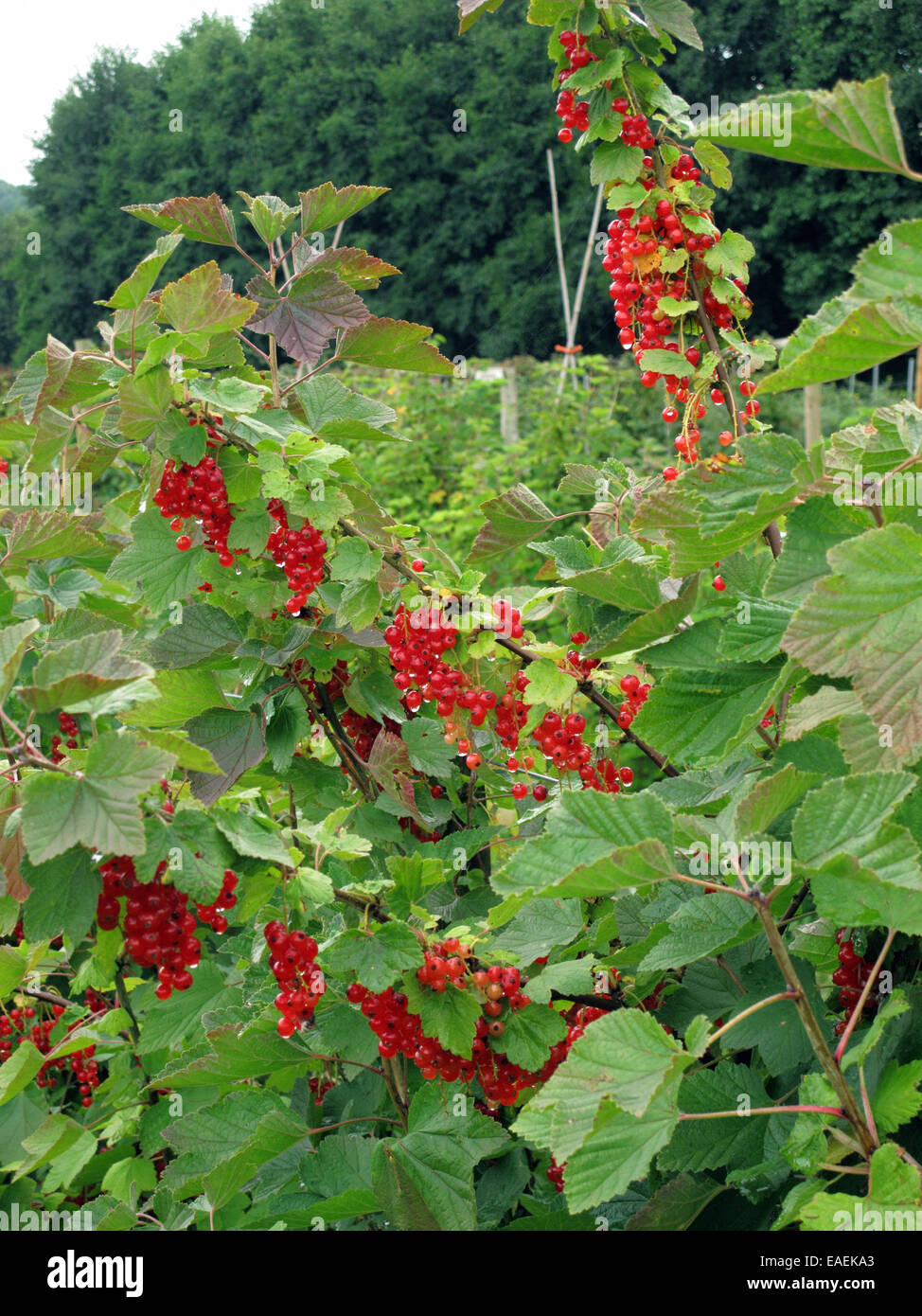 Ribes rosso delle boccole con frutti maturi laiden con goccioline di acqua dopo la pioggia Foto Stock