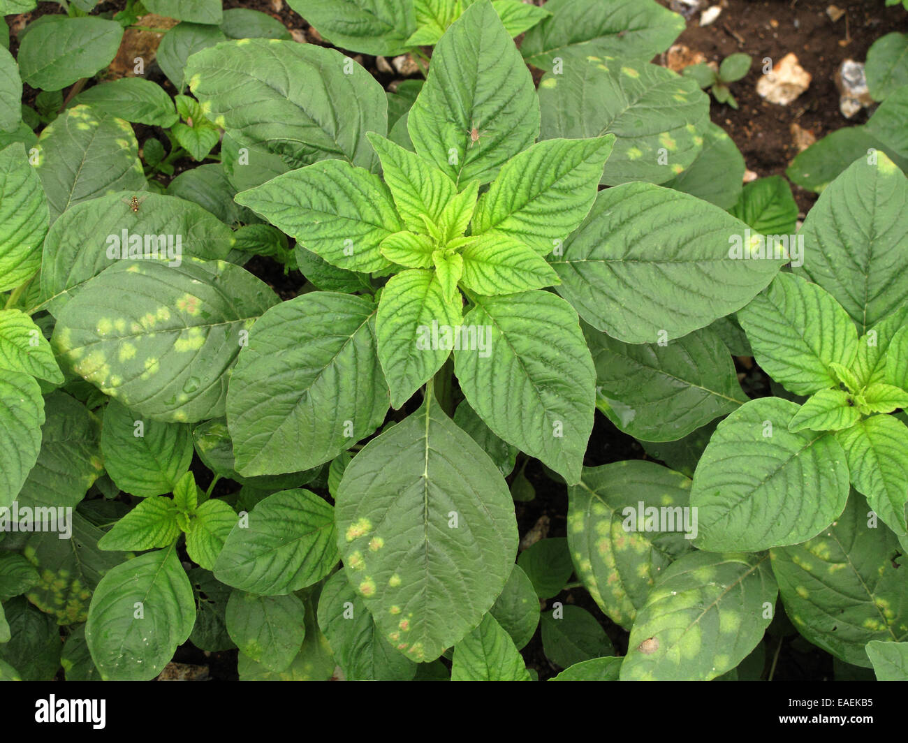 Ruggine bianca, Albugo bliti, alveoli sulla superficie superiore di amaranto pigweed o foglie, Amaranthus retroflexus, Foto Stock