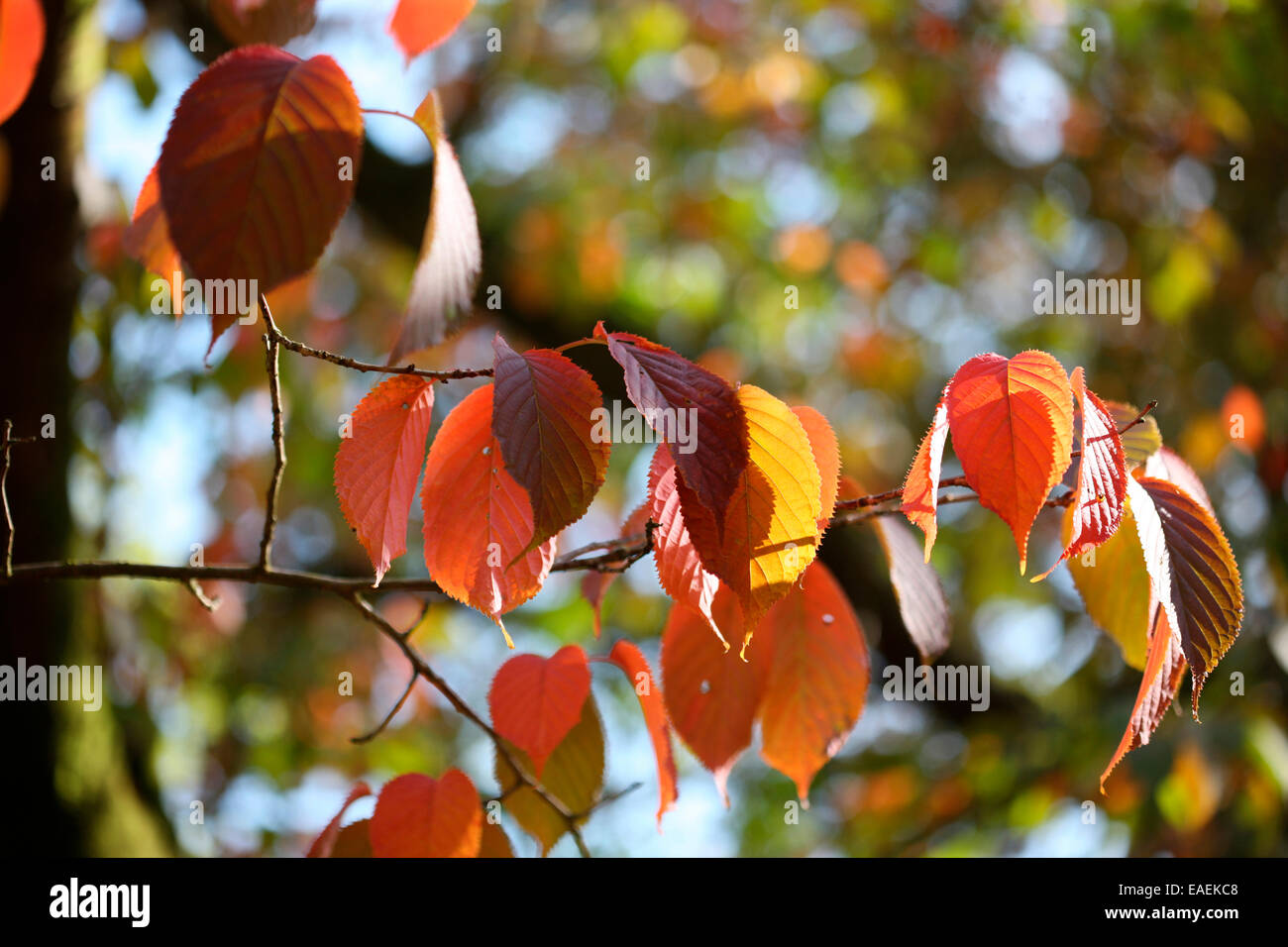 Foglie autunnali Sargent di ciliegio Jane Ann Butler JABP Fotografia1313 Foto Stock