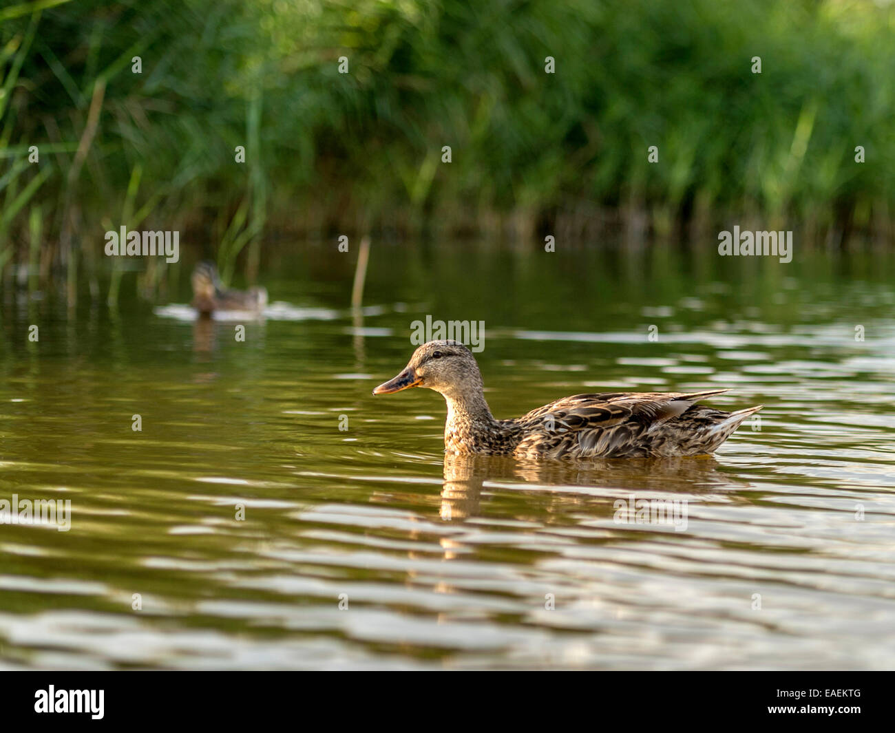 Curioso di Germani Reali pongono per la fotocamera, la cattura del tardo pomeriggio di luce solare riflettente con la banca di fiume come sfondo. Foto Stock