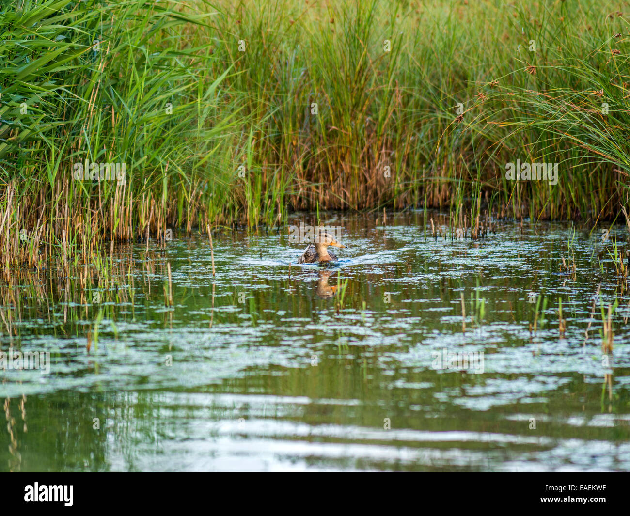 Un curioso Mallard pone per la fotocamera, la cattura del tardo pomeriggio di luce solare riflettente con la banca di fiume come sfondo. Foto Stock