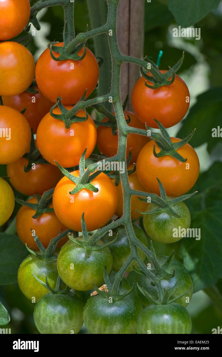 Dolce, di colore arancio cherry i frutti di pomodoro su un traliccio di maturazione su una serra pianta coltivata Foto Stock