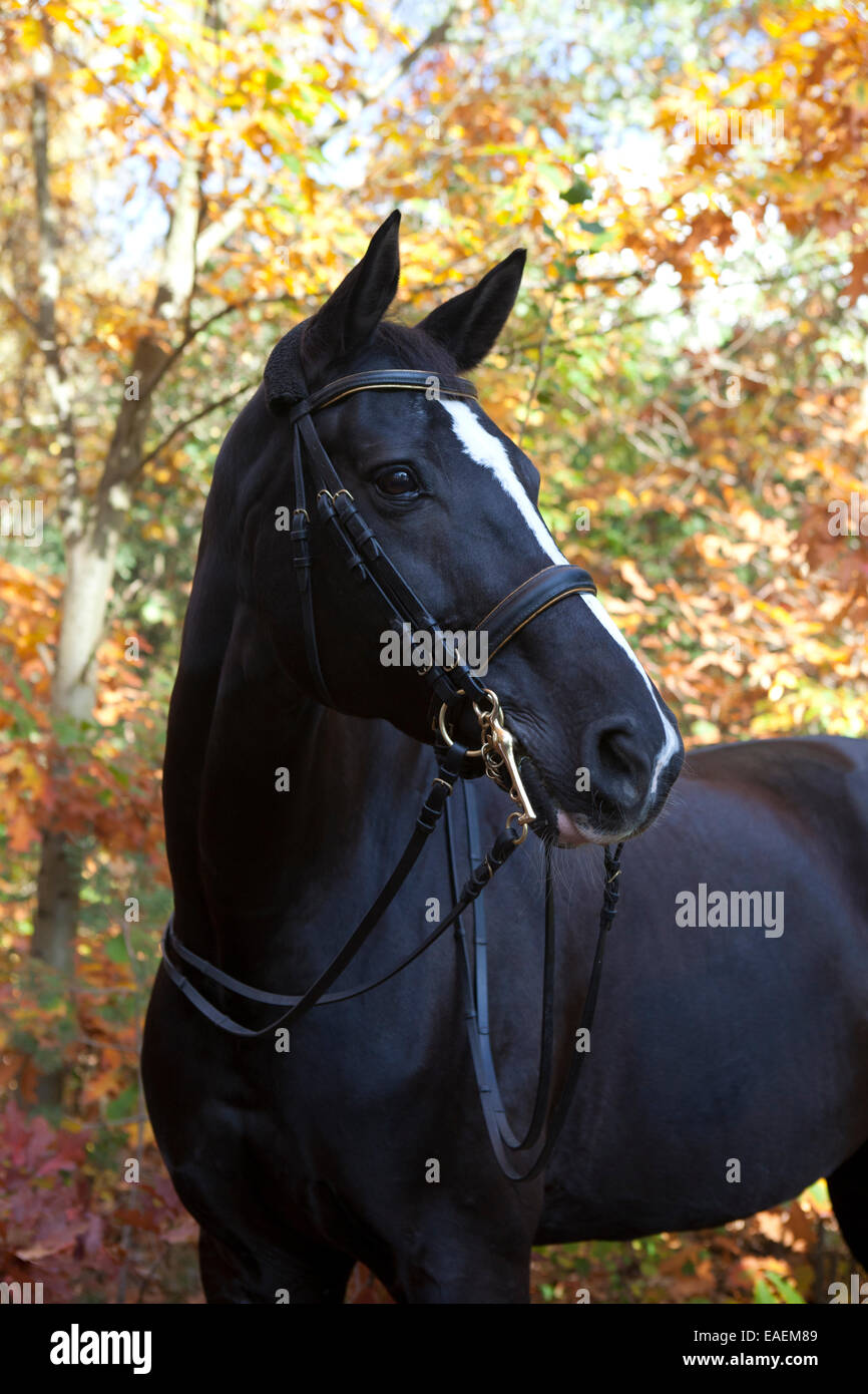 Una bella black di equitazione con un tripudio di bianco nella parte anteriore del cielo blu Foto Stock