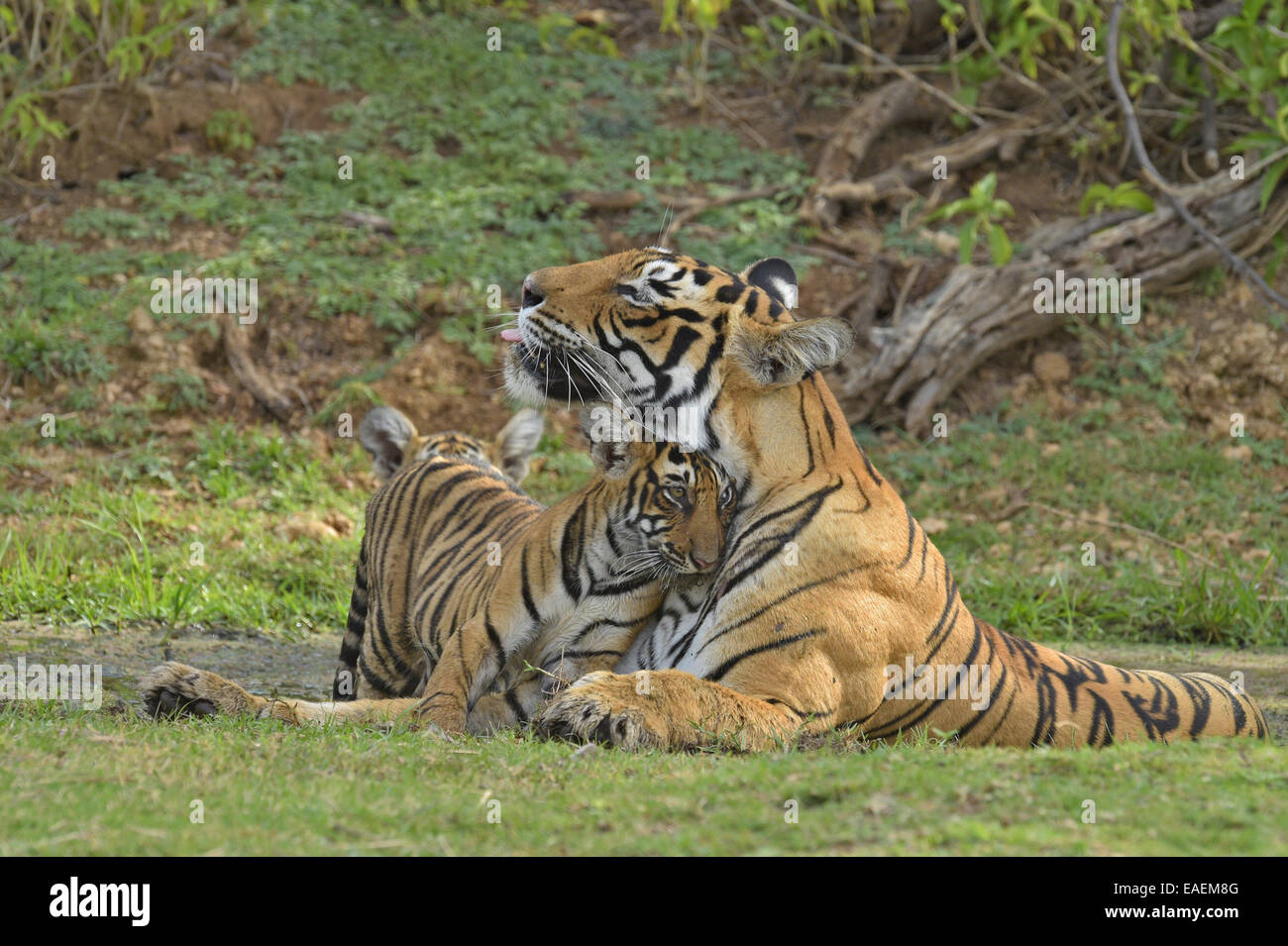 Wild Indian Tiger madre con i suoi giovani cubs in un waterhole nelle estati calde di Ranthambore Foto Stock