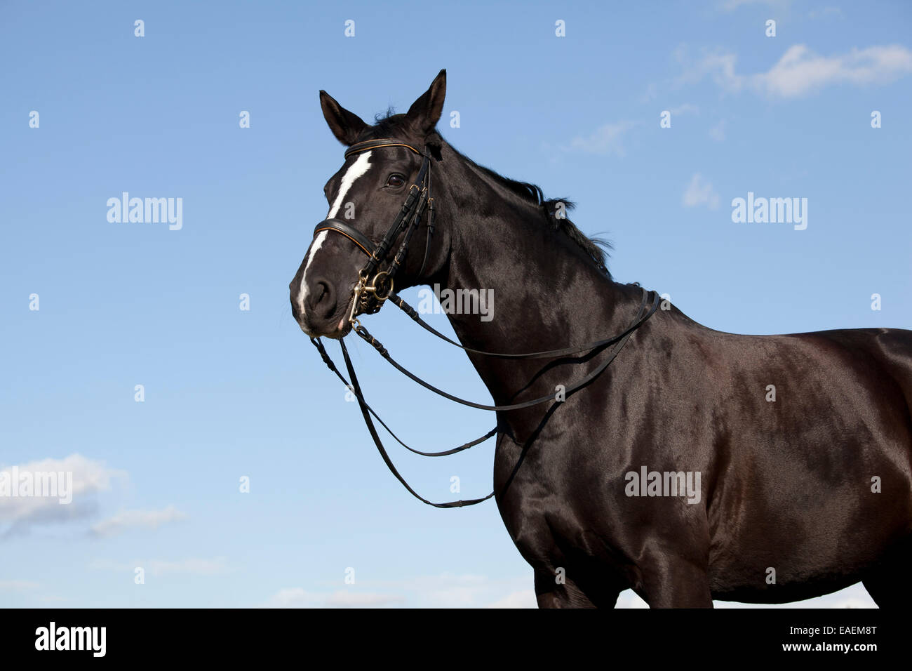 Una bella black di equitazione con un tripudio di bianco nella parte anteriore del cielo blu Foto Stock