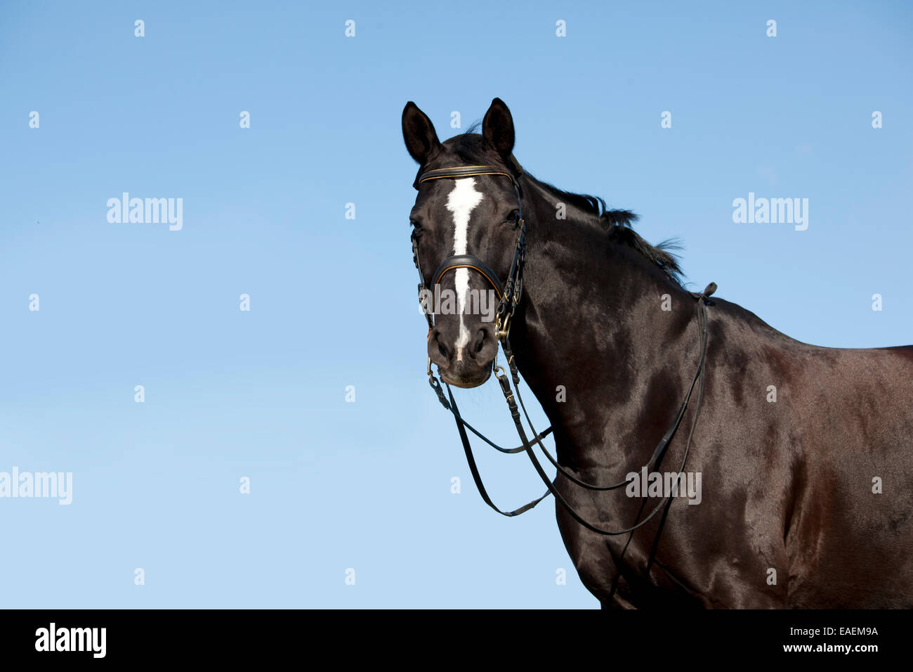 Una bella black di equitazione con un tripudio di bianco nella parte anteriore del cielo blu Foto Stock