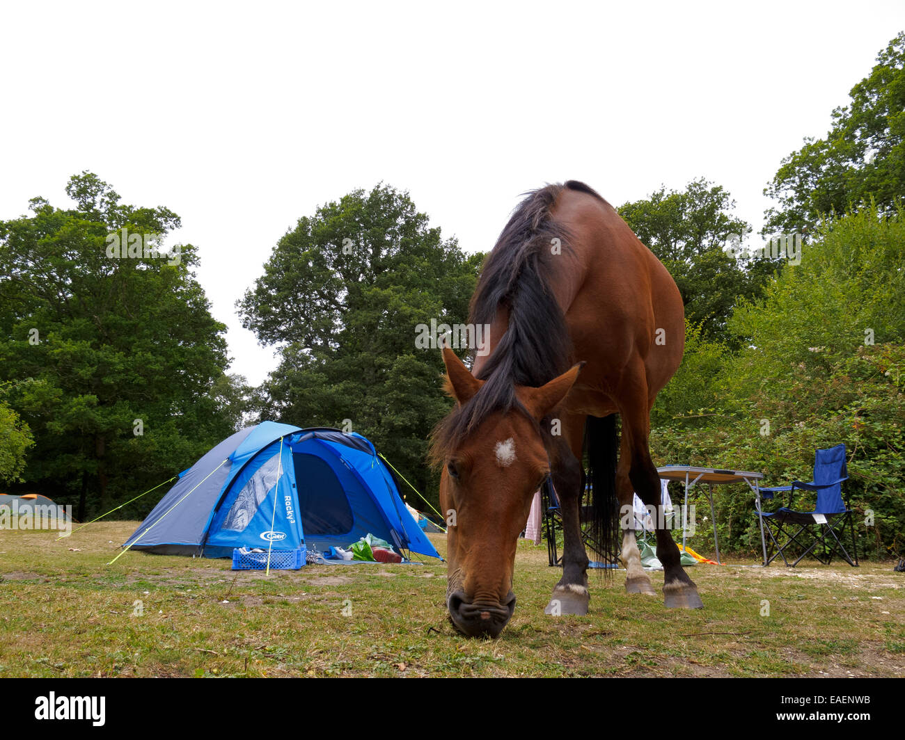 Una nuova foresta pony di pascolare su un campeggio nel New Forest, Hampshire, Inghilterra Foto Stock