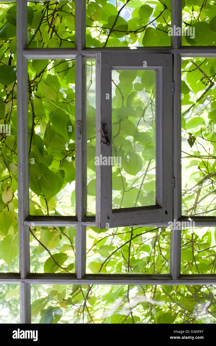 Telaio della vecchia veranda in legno finestra con estate verde lascia dietro di essa Foto Stock