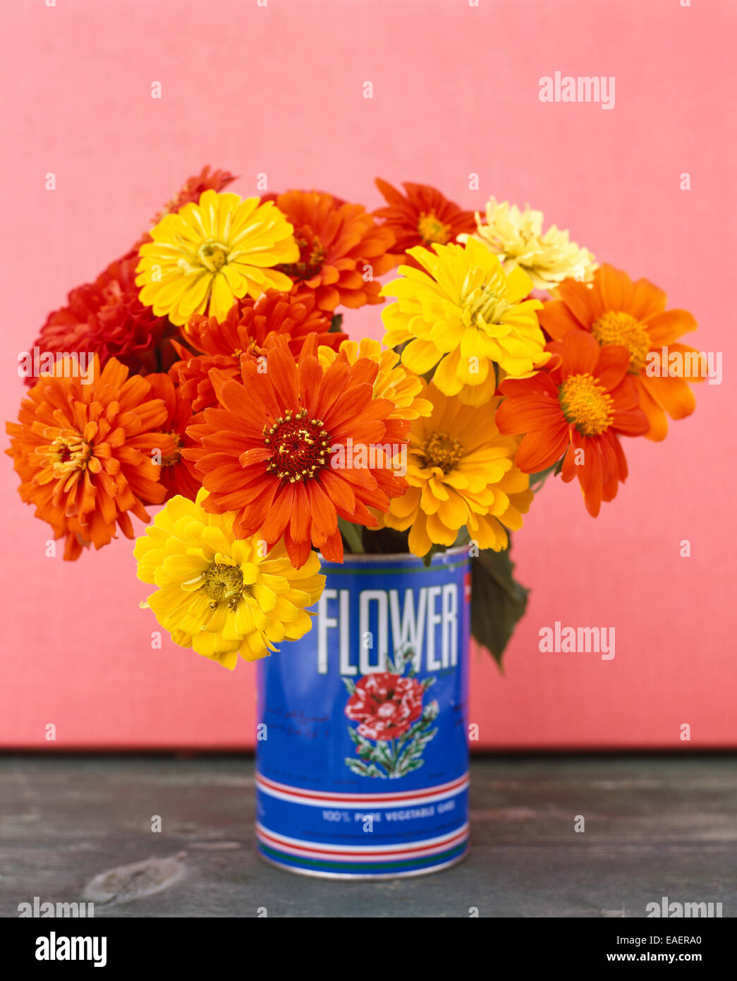 Un bouquet di vivacemente colorato zinnias in blu di una lattina può con sfondo rosa Foto Stock