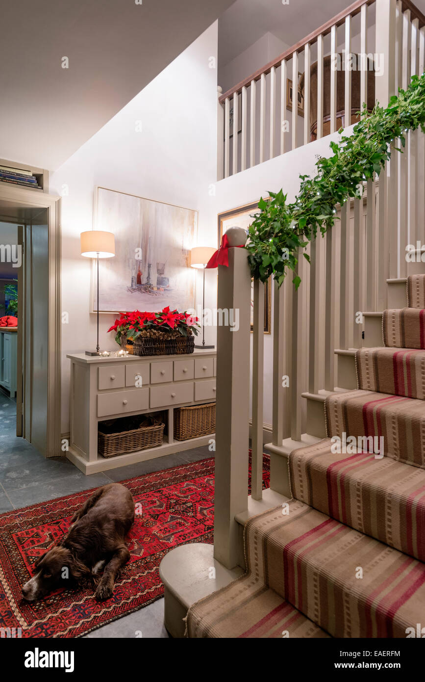 Ivy avvolto intorno stair Bannister e vassoio di poinsettas aggiunge una stagione festiva toccare per un corridoio Foto Stock