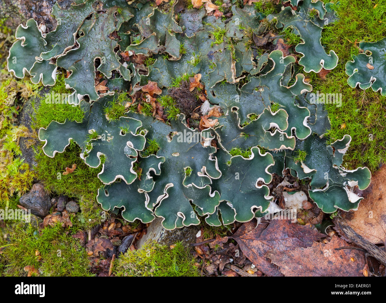 Feltro verde lichene Foto Stock