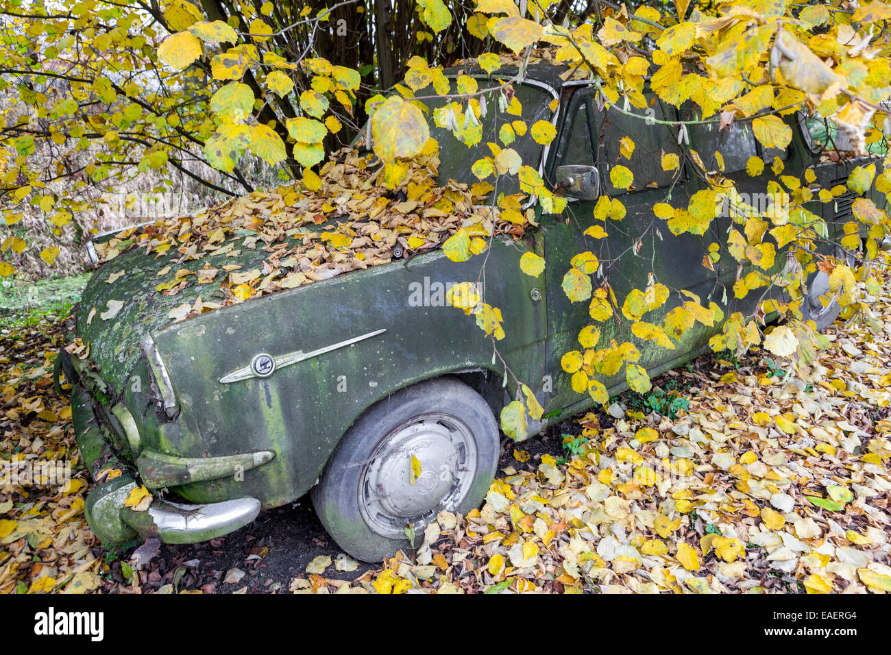 Auto abbandonate, relitto, cecoslovacco di vecchia auto Skoda 1000 MB, coperto la caduta di foglie di autunno Foto Stock