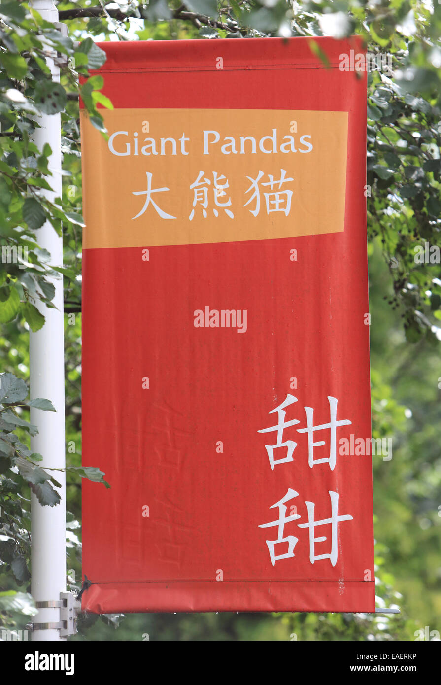 Indicazioni per il panda gigante nel recinto dello Zoo di Edimburgo, Scozia, Regno Unito Foto Stock