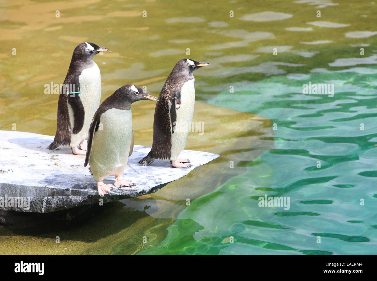 I pinguini Rock, il popolare pinguini nel recinto dello Zoo di Edimburgo, Scozia, Regno Unito Foto Stock