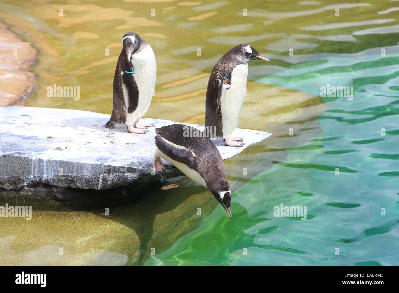 I pinguini Rock, il popolare pinguini nel recinto dello Zoo di Edimburgo, Scozia, Regno Unito Foto Stock