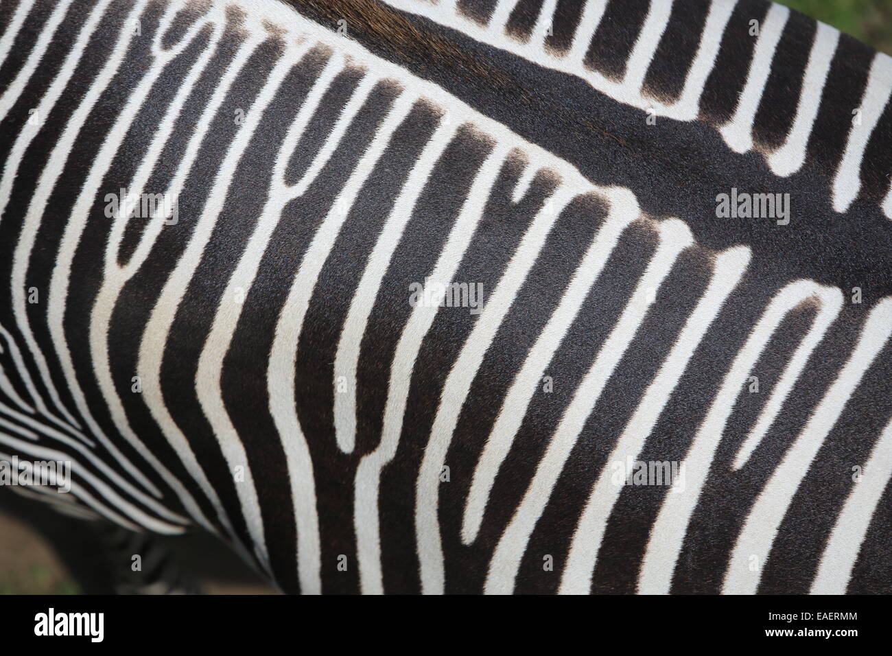 Le zebre in Edinburgh Zoo, a Corstorphine, Edimburgo, Scozia, Regno Unito Foto Stock