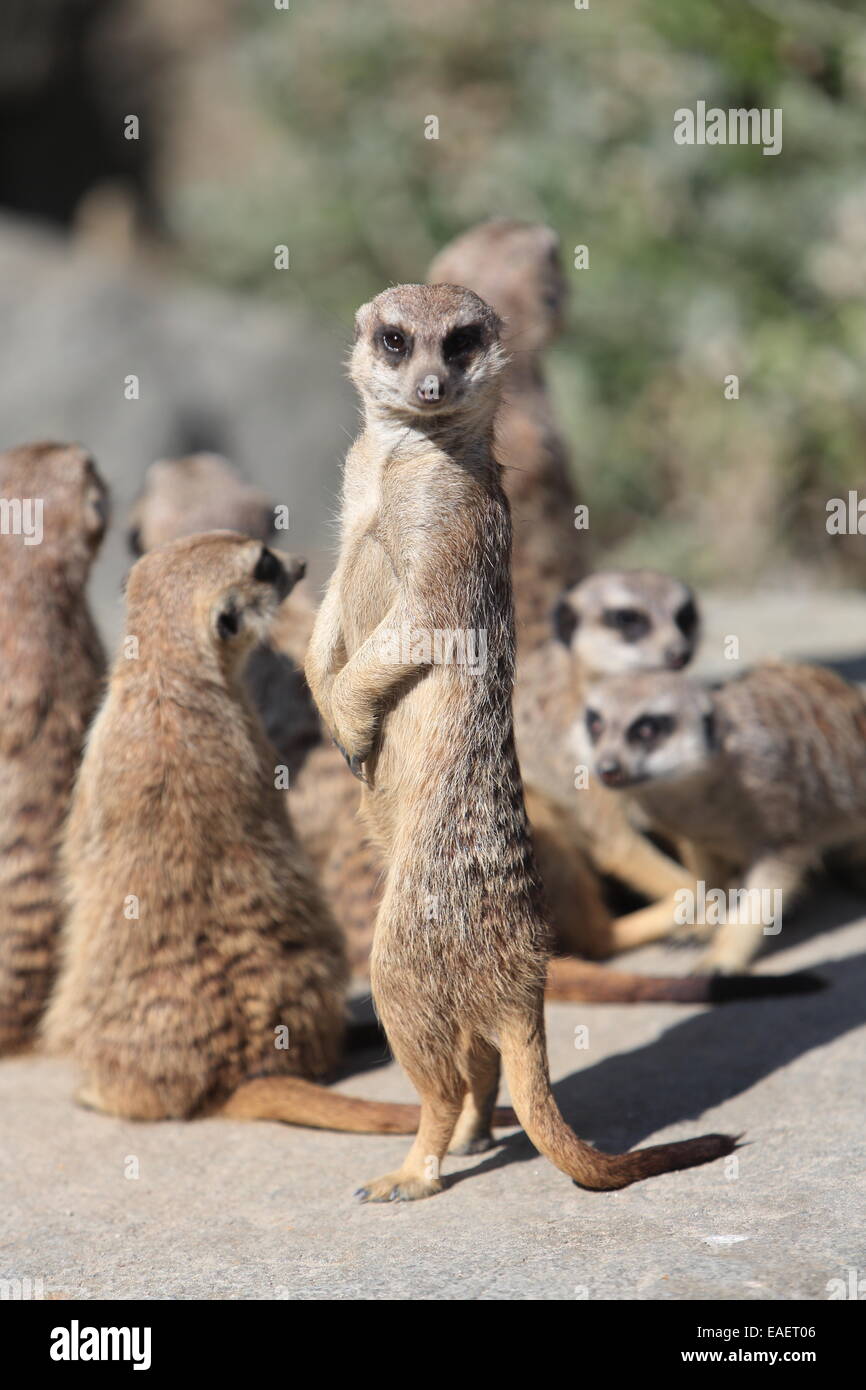 Popolari enclosure meerkat in Edinburgh Zoo, in estate, a Corstorphine, Scotland, Regno Unito Foto Stock
